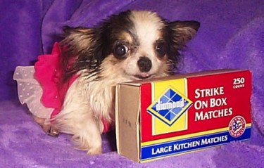 guinness book of world records smallest dog