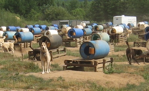 Sled Dog chained to post